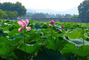西安出發華東六市 沙家浜 周莊 南潯 耦園雙飛6日跟團游 沙家浜 耦園 特別安排江南一絕乾隆御茶宴