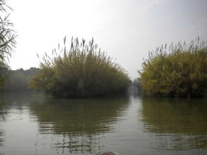 沙家浜蘆葦蕩 歷史與自然的詩意交融